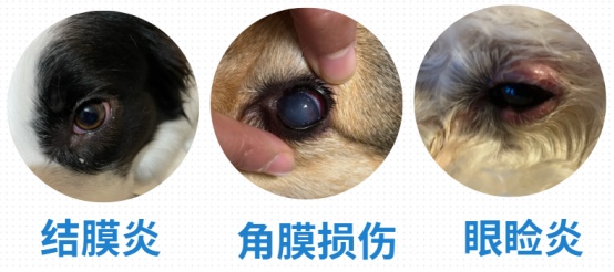 狗狗眼屎特别多用什么药？