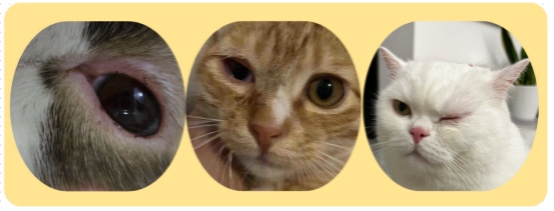 猫流眼泪怎么回事