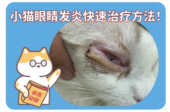 小猫眼睛发炎怎么办？