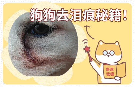 狗狗去泪痕用什么药最有效？