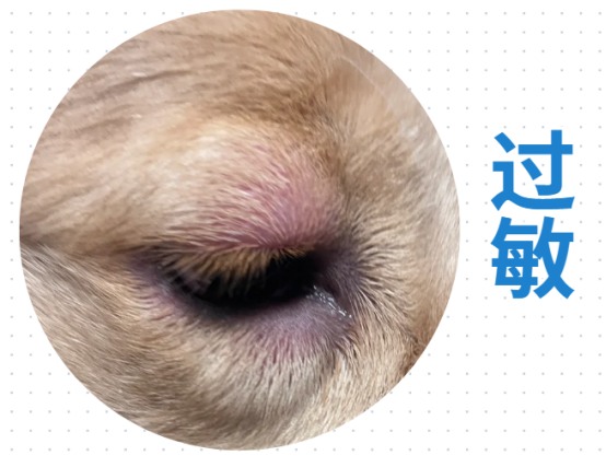 狗狗眼睛周围红肿溃烂