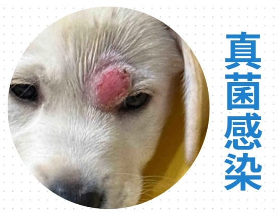 狗狗眼睛周围红肿用什么药？