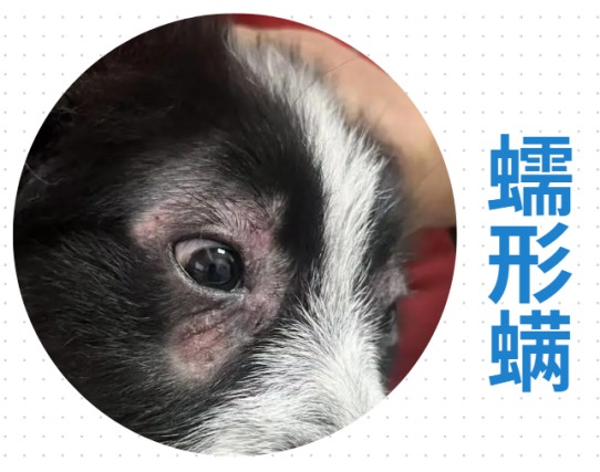 狗狗眼睛周围红肿溃烂用什么药？