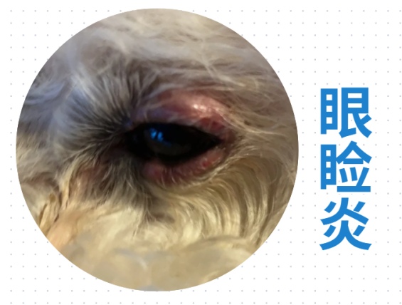 狗狗眼睛周围红肿溃烂怎么办