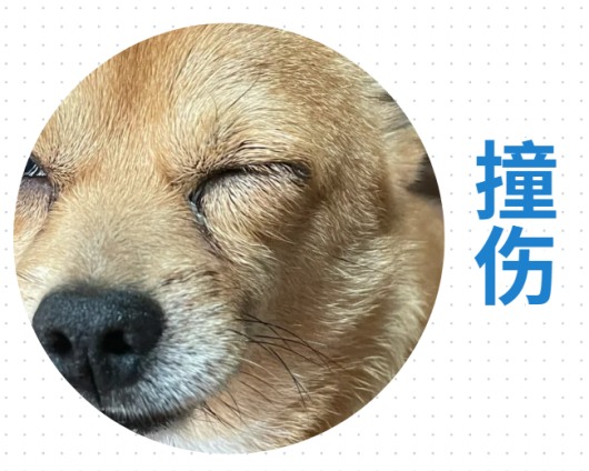 狗狗眼睛周围红肿溃烂怎么回事