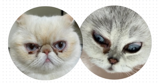 猫泪痕怎么去除