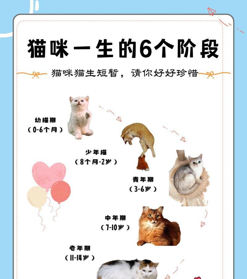 不同阶段幼猫的饲养秘籍（如何喂养不同阶段的幼猫？）