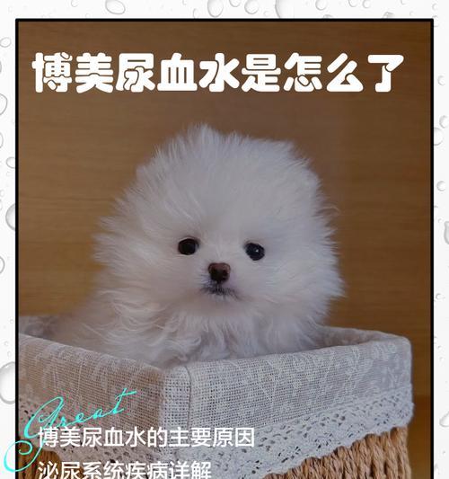 影响博美犬价格的因素及其（了解博美犬价格的关键因素，选择适合自己的宠物伴侣）