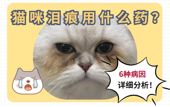 猫有泪痕怎么解决？