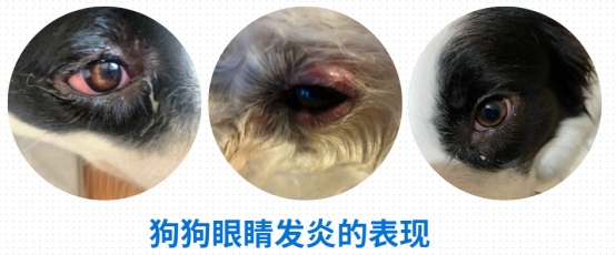 小狗眼睛流泪有眼屎是怎么回事？