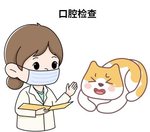 猫咪口腔溃疡别担心，速记这几种简单治疗法！