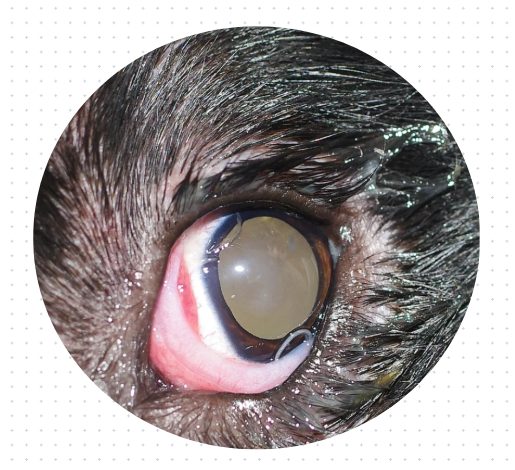 猫咪有泪痕怎么办？