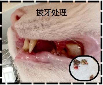 猫咪口炎的正确治疗方法