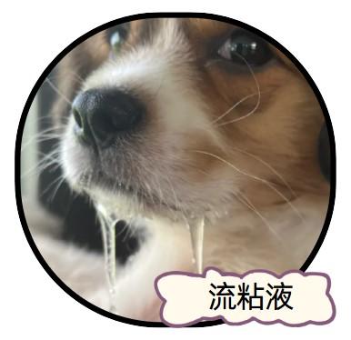 狗狗嘴巴流粘稠液体？快速识别病因与对症下药！
