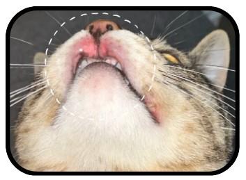 猫咪嗜酸性肉芽肿的救星！药品大盘点！