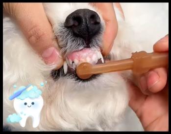 狗狗口腔溃烂发臭？这些妙招来解忧！