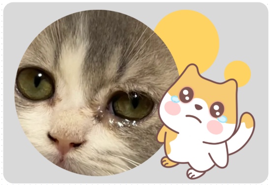 猫咪一只眼睛流眼泪是什么原因造成的?