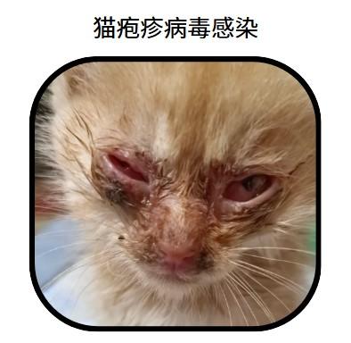 口臭不再是问题!猫咪清新口气指南