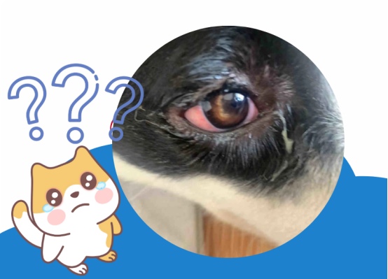 狗狗的眼睛红了总是有脓眼屎怎么办?