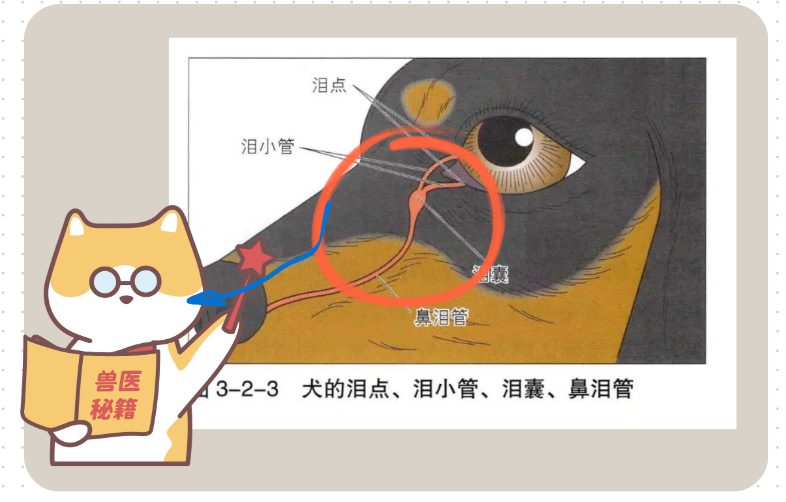 狗狗流泪有泪痕是什么原因?