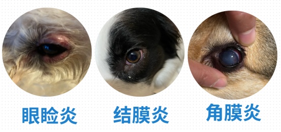 狗狗流泪有泪痕是怎么回事?
