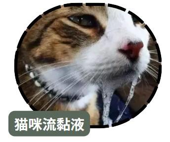 猫咪嘴角的“神秘液体”:背后隐藏的真相