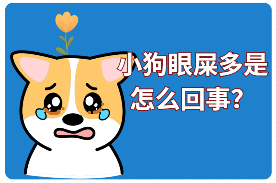 小狗眼屎多怎么回事?