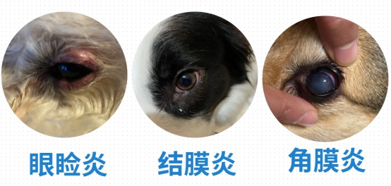 小狗眼屎多怎么办?