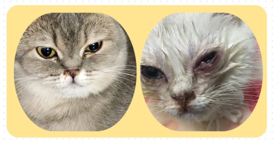 猫鼻支
