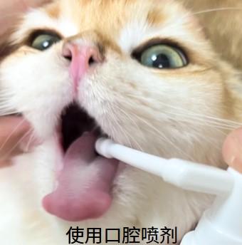 猫嘴唇溃疡，科学治疗策略