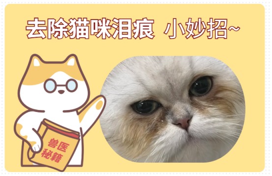 猫咪泪痕怎么去除？家庭小妙招分享