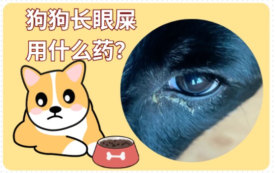 狗狗长眼屎是怎么回事?