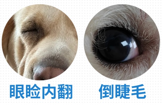 狗狗眼屎多是怎么回事?