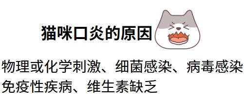甲硝唑片能治疗猫咪口炎吗?