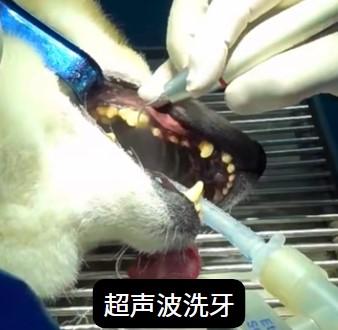 轻松搞定!狗狗牙结石在家清除全攻略