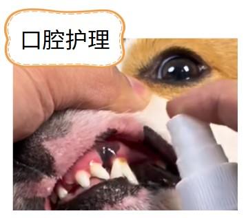 快速治愈狗狗口腔溃疡，选对药是关键！