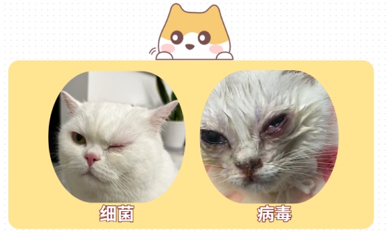 猫的眼睛发炎了用什么药效果好?