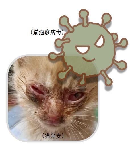 猫咪口腔问题大揭秘:流粘液、口臭怎么办?