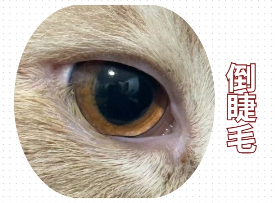 小猫眼睛流眼泪怎么办?