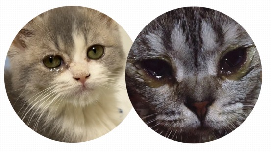 小猫眼睛流眼泪用什么药?