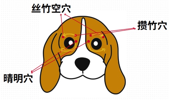 猫泪痕严重怎么办?