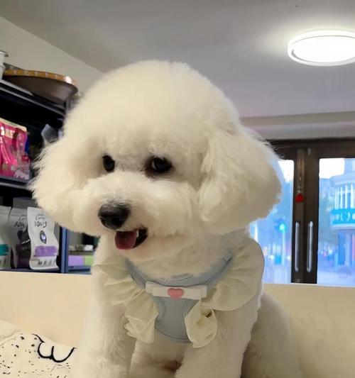 比熊犬的体型多样性（探索不同体型比熊犬的特点与魅力）