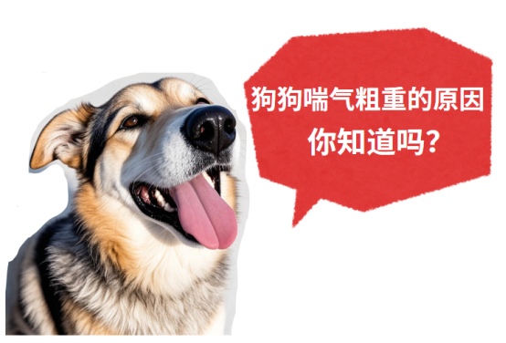 狗狗喘气粗重？背后原因你知道吗？