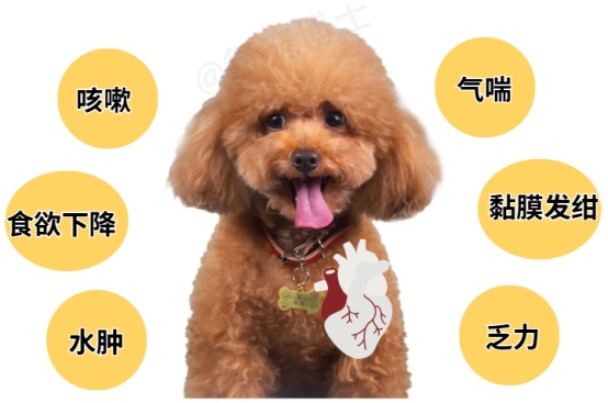 狗狗心脏肥大的症状