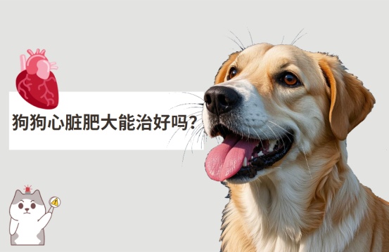 狗狗心脏肥大能治好吗？一篇讲透狗狗心脏肥大的真相