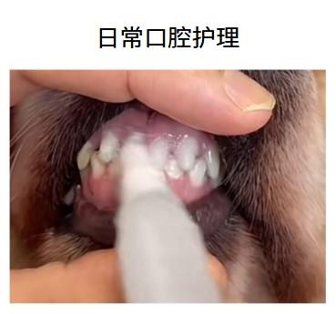 狗狗牙龈发炎,消炎药选择指南