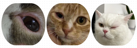 猫咪眼睛红肿流泪睁不开
