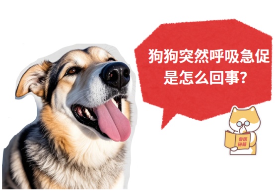 狗狗突然呼吸急促是怎么回事？这些情况要警惕！