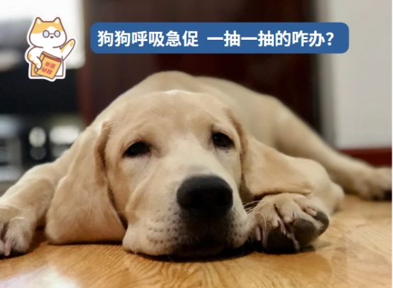 科普：狗狗呼吸很急促还一抽一抽的怎么回事？