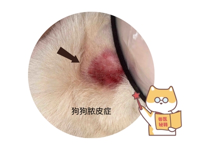 狗狗脓皮症没有特效药？看看这些常用药物